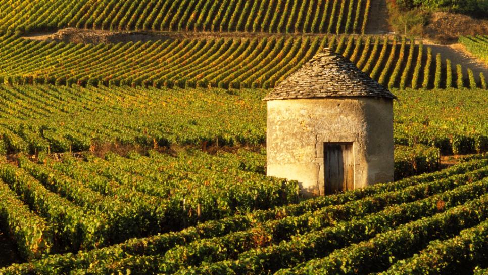 French Wine Driving Tour Burgundy - Cote de Beaune