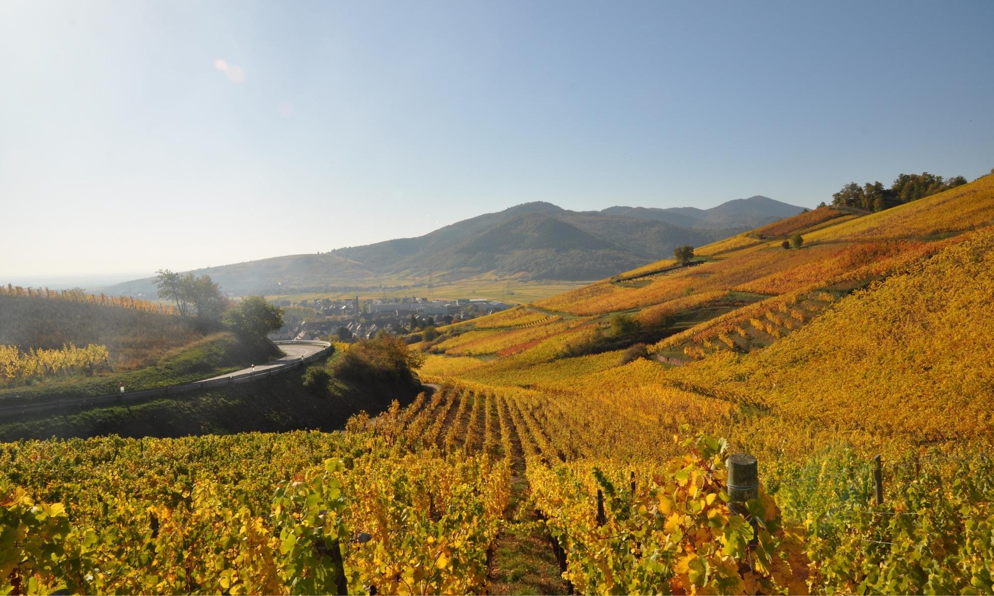 Alsace Wine & Castles