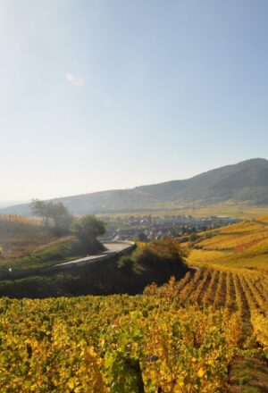 Alsace Wine & Castles