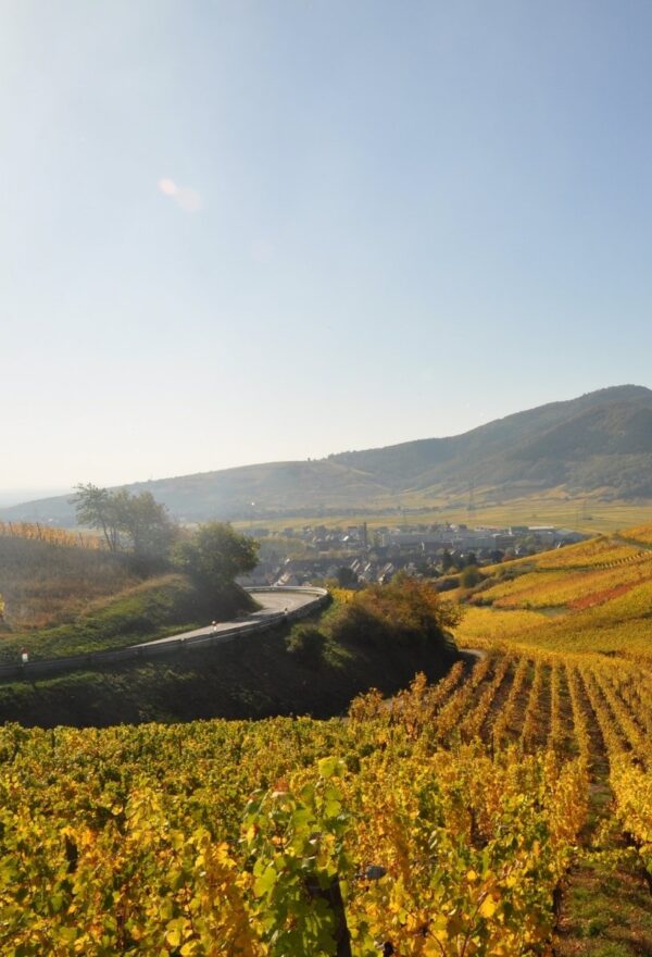 Alsace Wine & Castles
