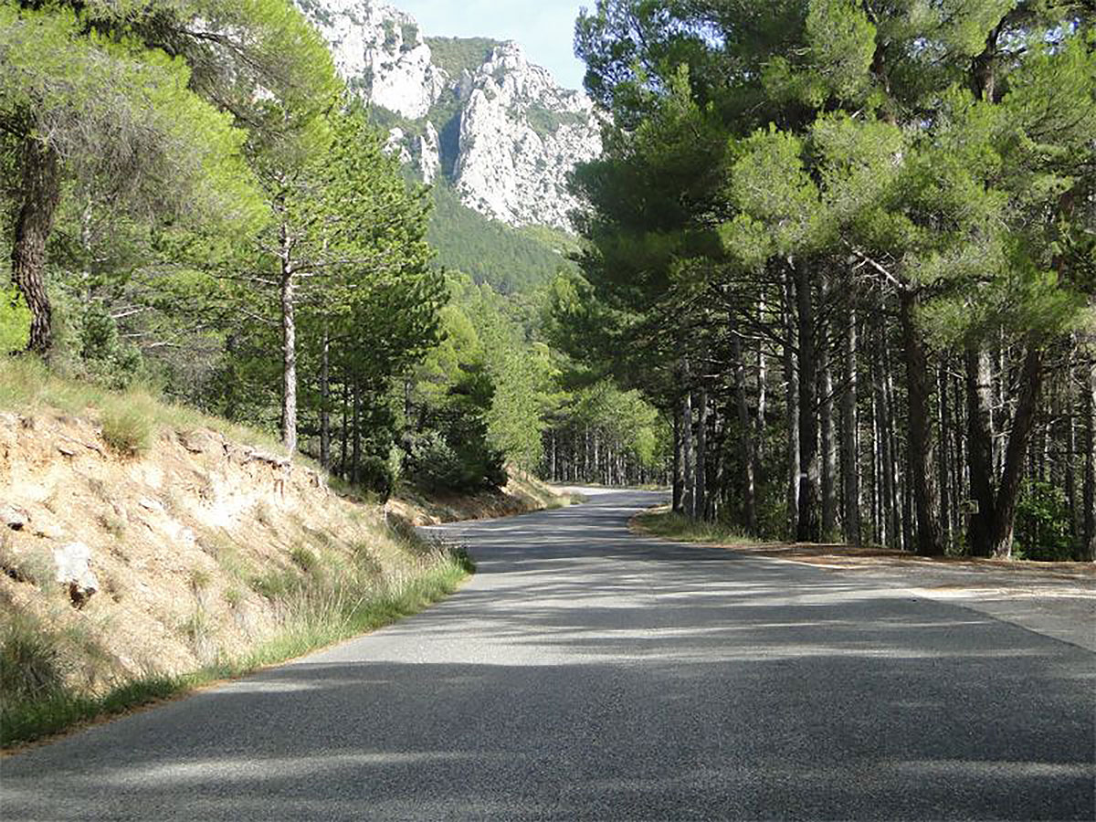 Route Napoleon Driving Through Forestry Route Napoleon Driving Through Forestry
