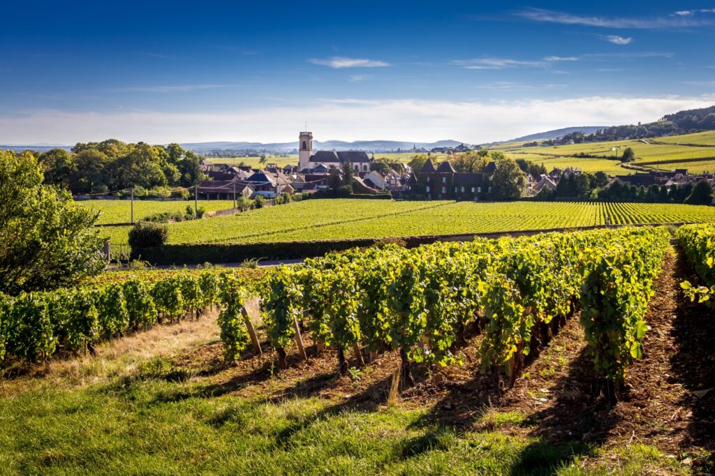 Burgundy-Vineyards